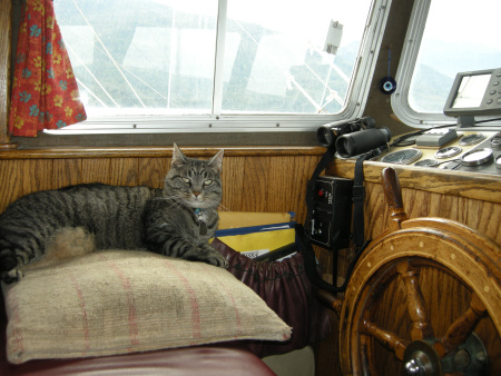 Bear-the-Boat-Cat-at-the-Helm.jpg