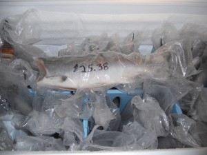 Nerka Coho for Sale!