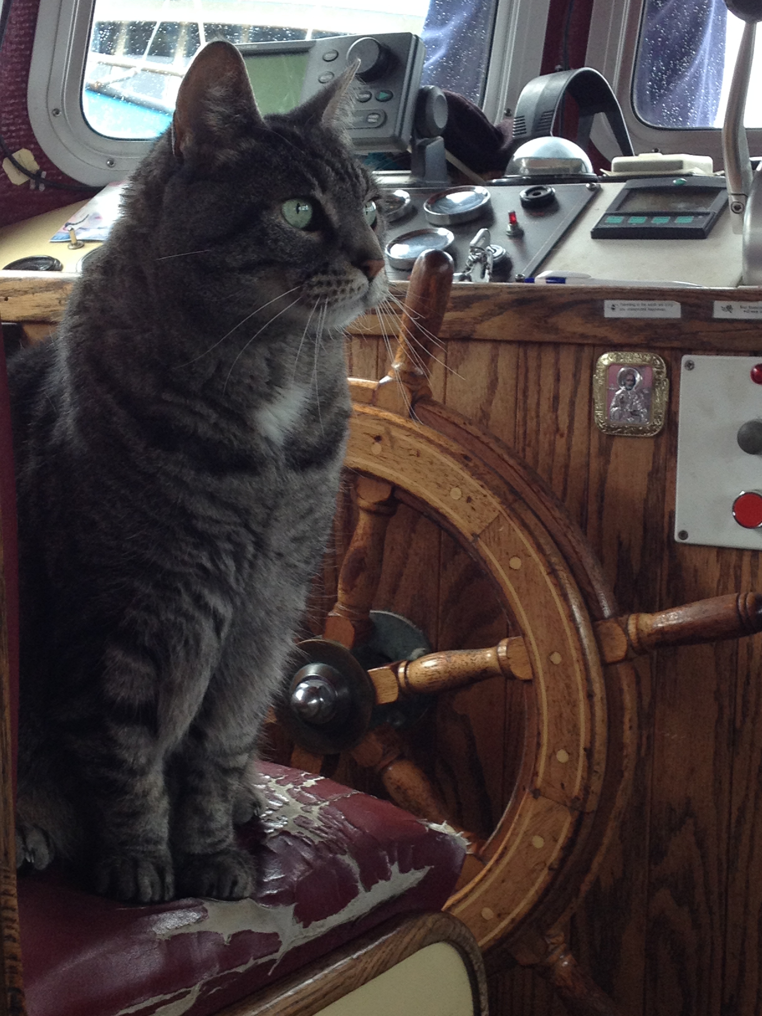 Bear the Boat Cat: 8.2.06 — 9.4.18