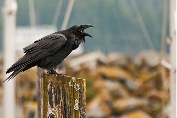 raven speaking from top of dock piling